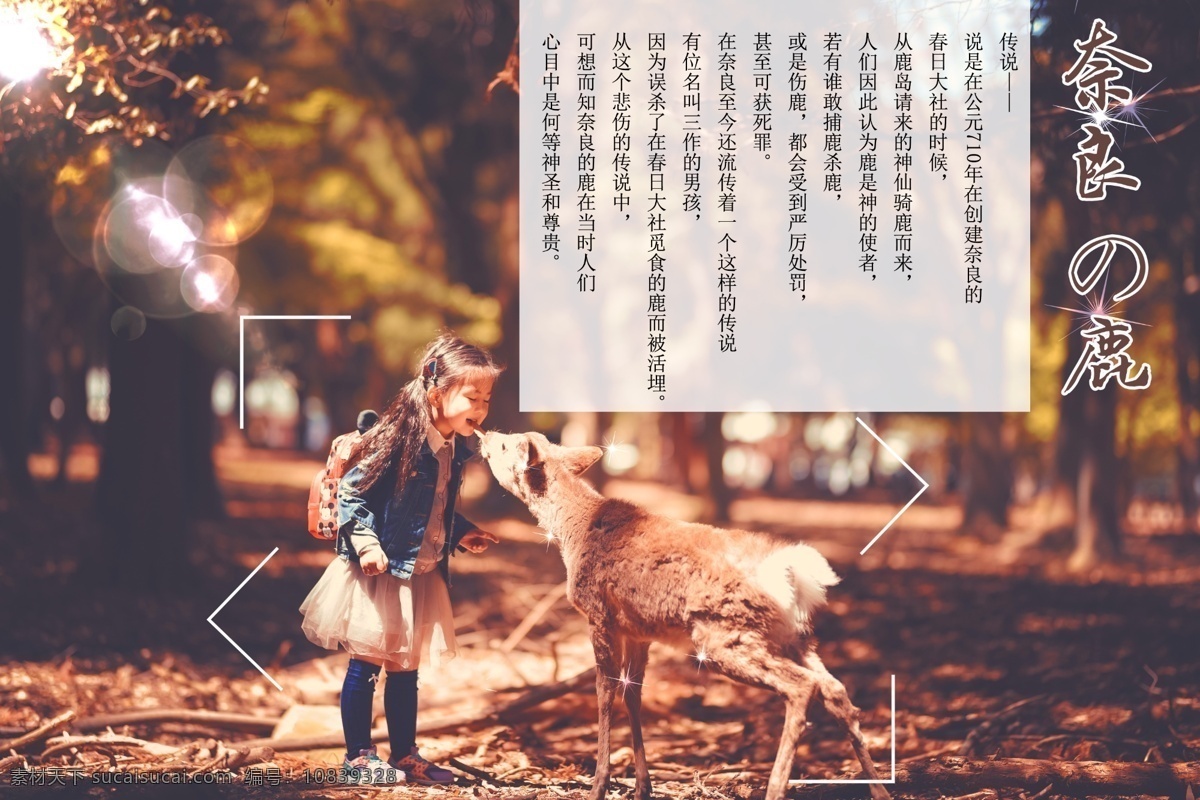 奈良 鹿 唯美 意境 奈良的鹿 秋天 人与动物 周康 自然景观 人文景观