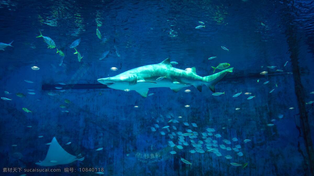 鱼 大海 大白鲨 巨齿鲨 小鲨鱼 大海鱼 食肉动物 鲨鱼摄影 鲨鱼背景 鲨鱼特写 鲨鱼照片 鲨鱼素材 生物世界 海洋生物