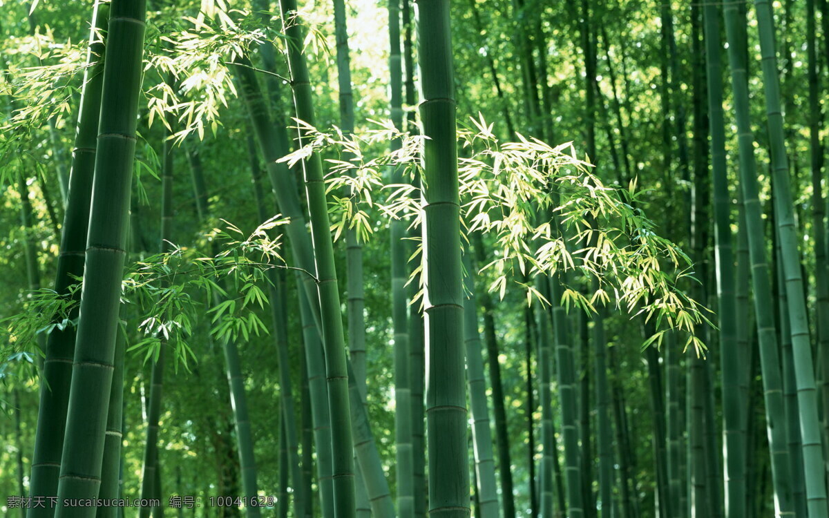 东方竹子 国画竹子 林 摄影图库 竹节 竹林风景图片 竹叶 竹子的图片 竹子的种类 竹子特写 竹子图片 竹子开花 生物世界