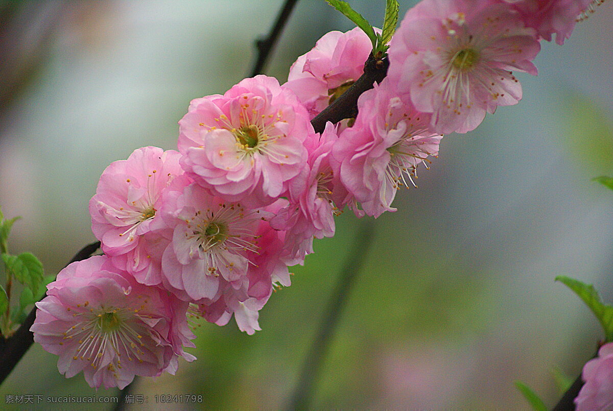 高清 唯美 粉色 杏花 杏仁花 粉嫩花朵 鲜花 花朵