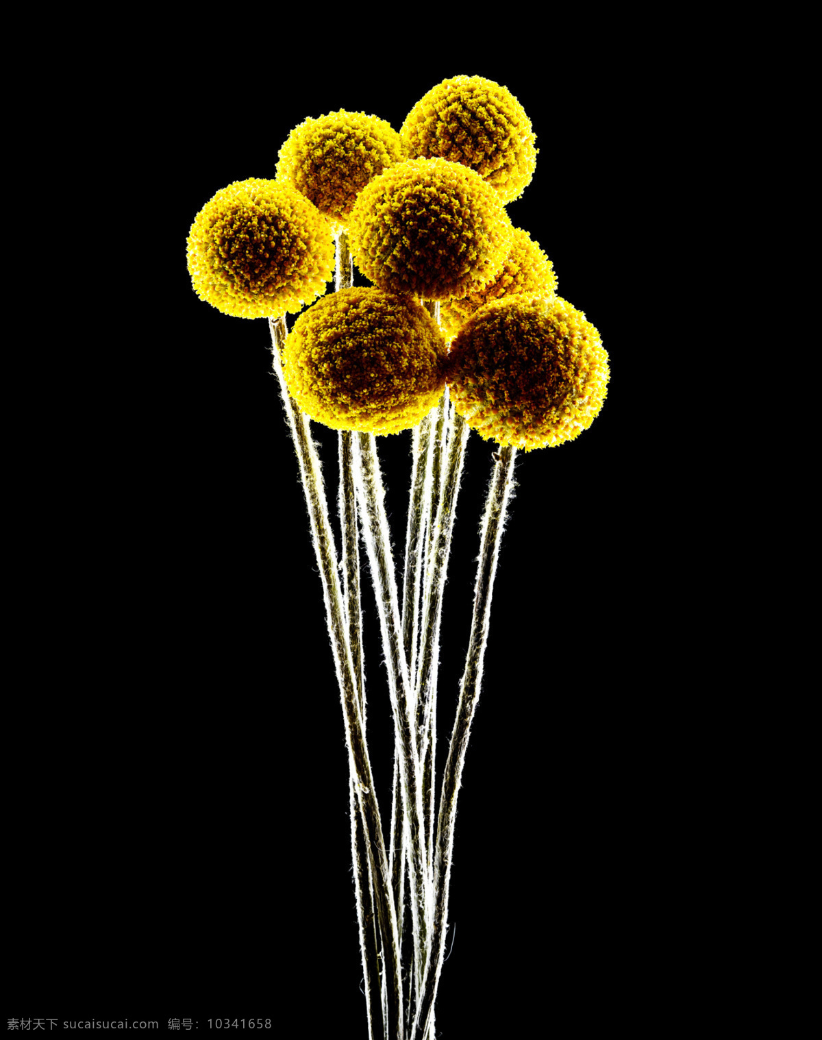 位图 植物 花朵 写实花卉 超高清 免费素材 面料图库 服装图案 黑色