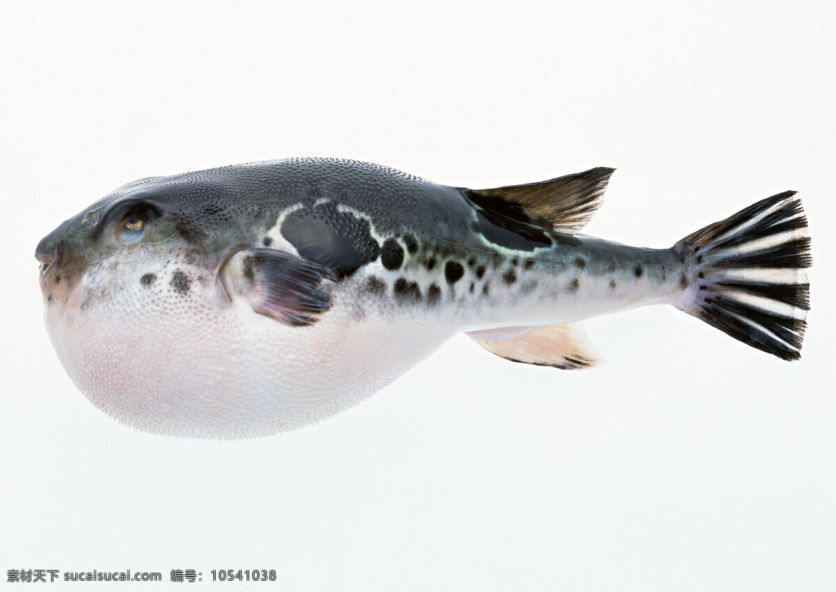 河豚 鲜鱼 水产品 海产品 海鱼 食物 食材 生物世界 鱼类