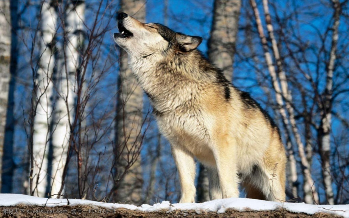 嚎叫 狼 灰狼 野狼 野生动物 动物摄影 陆地动物 生物世界