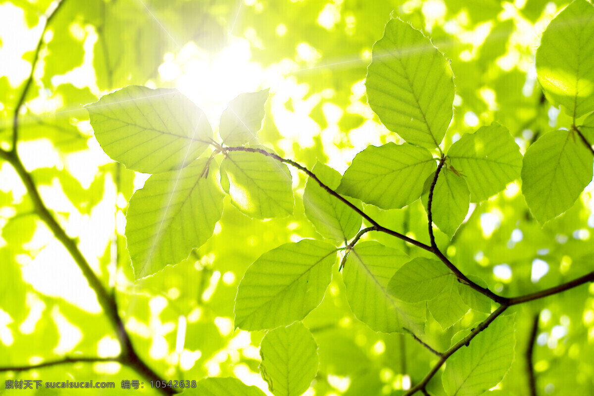 阳光 绿叶 背景 树树 树枝 光斑 花草树木 生物世界