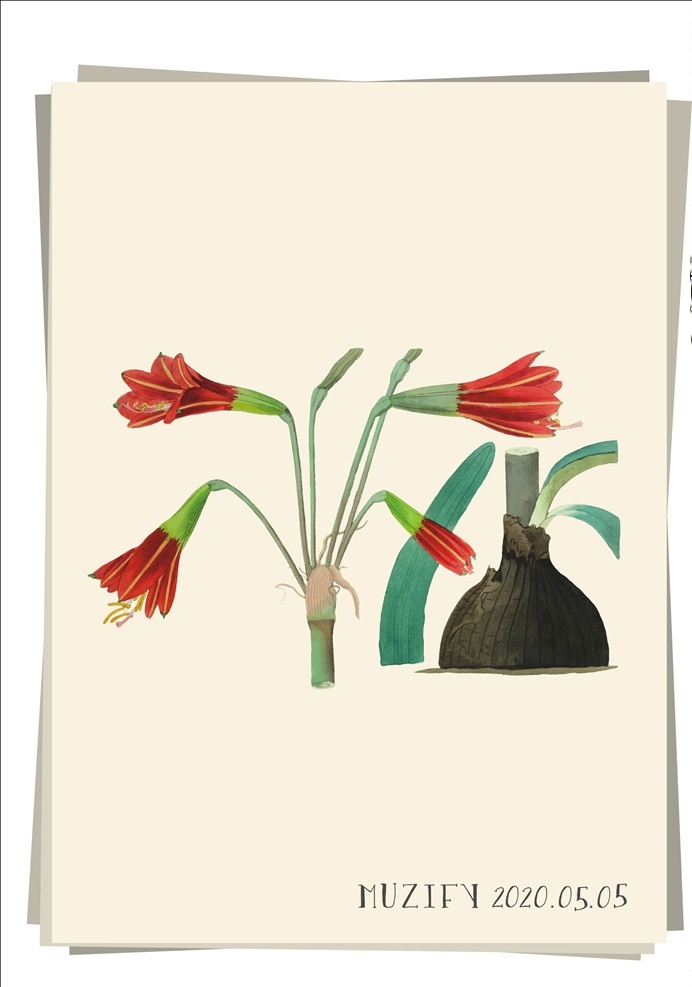 哈勃兰 植物图鉴 兰花 花卉 植物 彩色图稿 画册 生物世界 花草