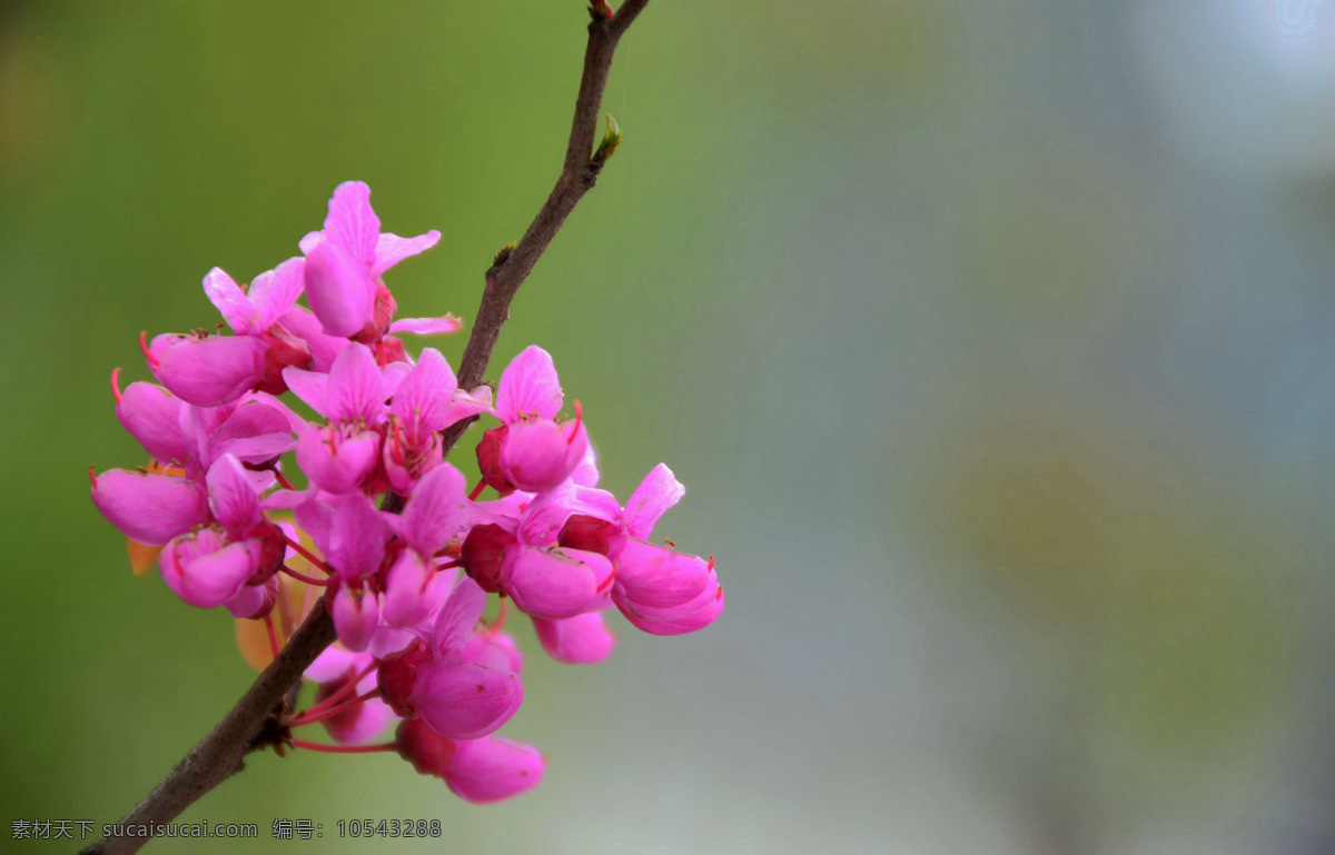 神秘 紫荆花 花卉