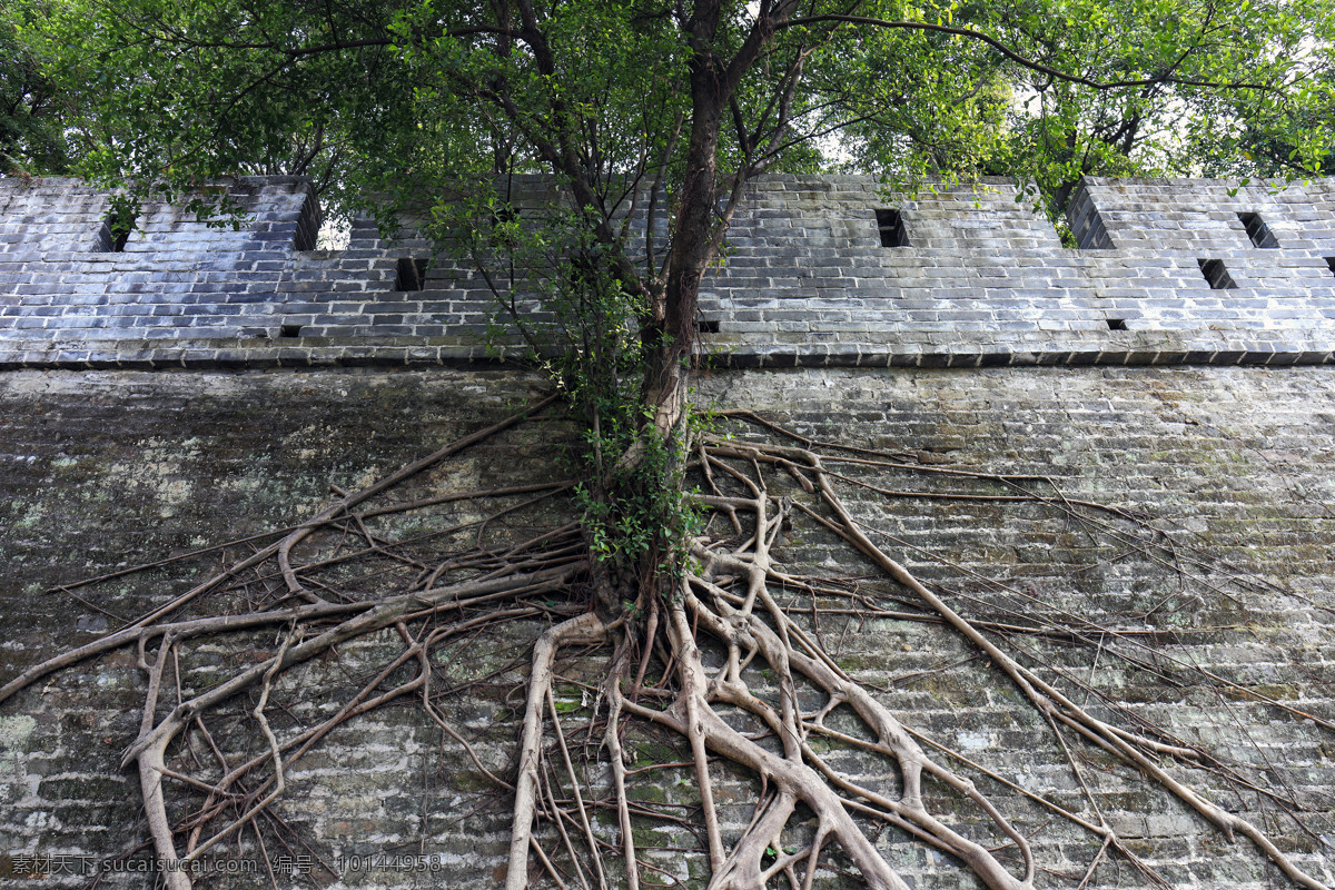 古城 墙上 树根 广州 越秀公园 古城墙 植物 茂盛 古树 生物世界 树木树叶
