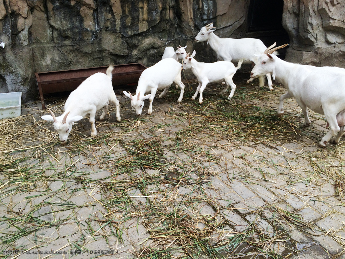 山羊 羊羔 小山羊 小羊羔 群羊 温州动物园 羊吃草 公羊 母羊 白色的羊 共享素材图 生物世界 野生动物