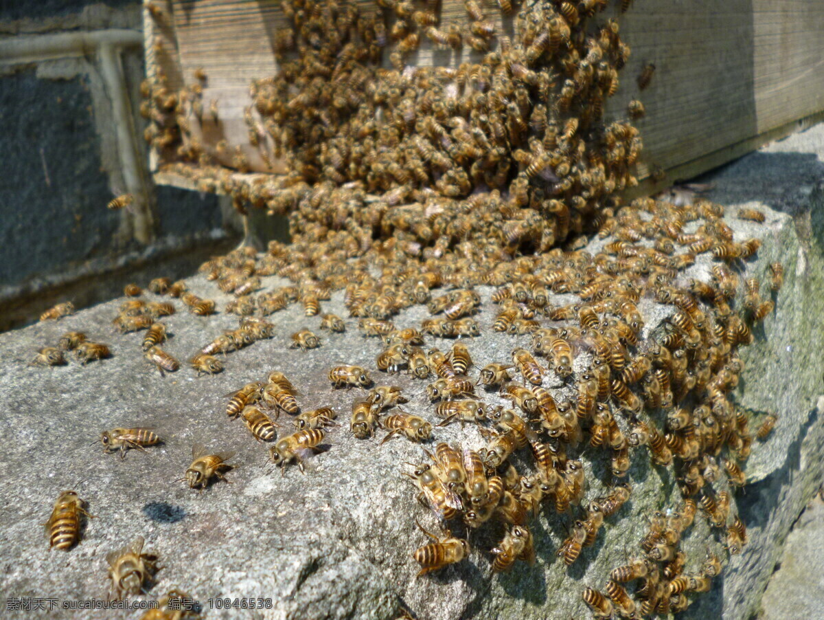 蜜蜂 群 蜂巢 昆虫 生物世界 蜜蜂群 秘籍