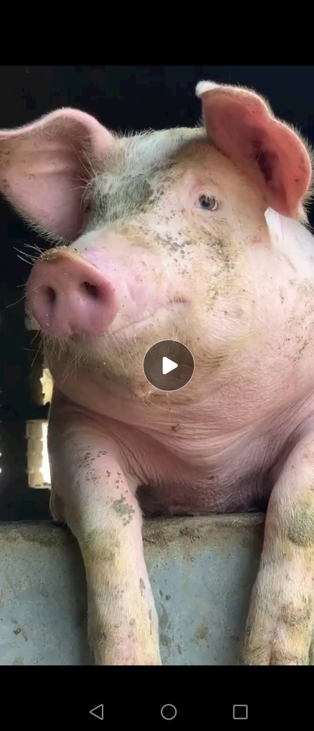 猪头 猪 小猪 可爱的小猪 小猪猪 猪仔 家猪 乡下猪 多媒体 实拍视频 生活行为 mp4