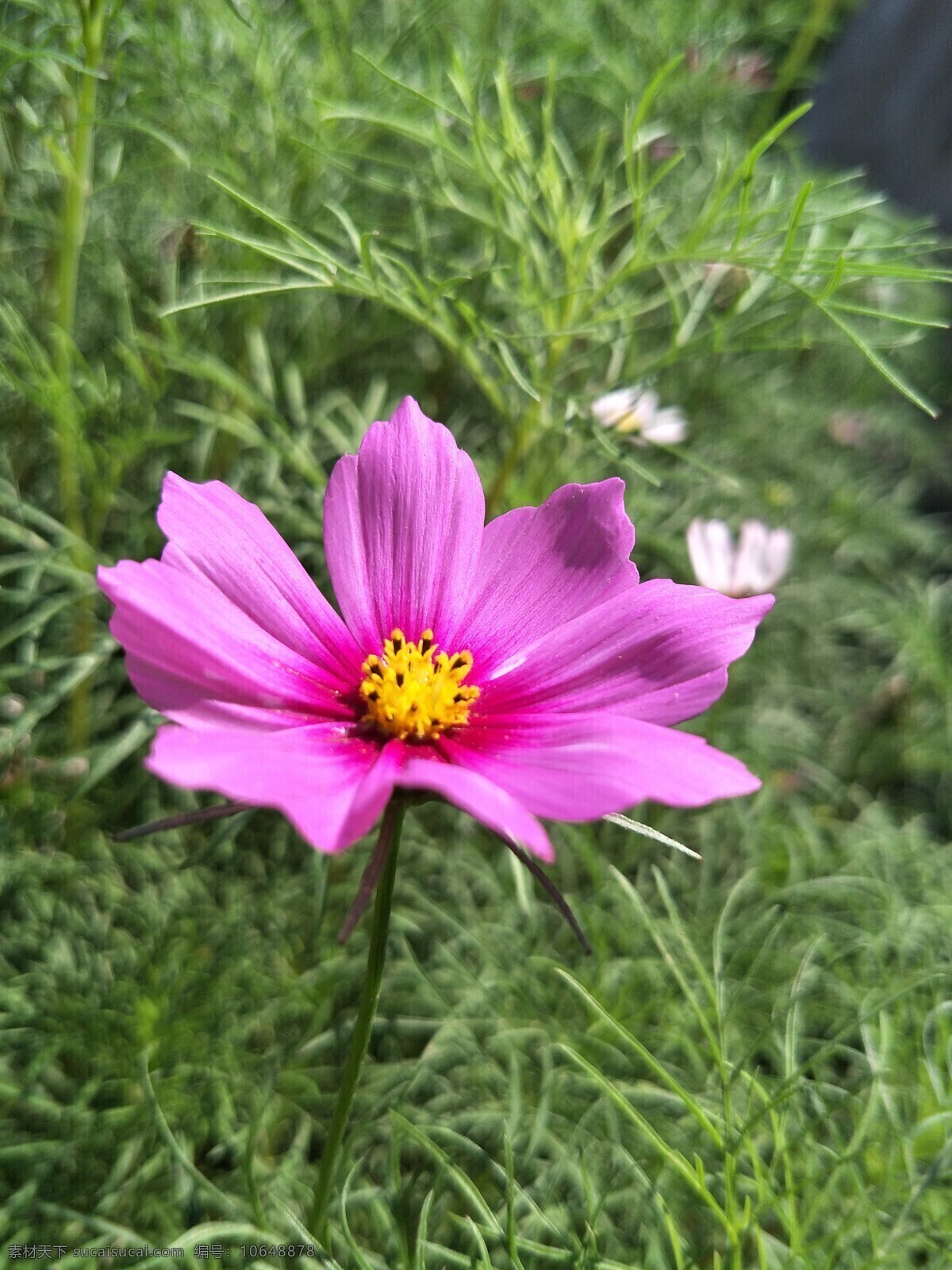 格桑花 菊花 大波斯菊 花朵 鲜花 花草 盛开 植物 花卉 绿叶 生物世界