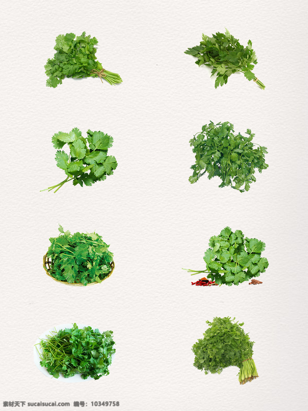 产品 实物 香菜 设计素材 产品实物 绿色的 青色的 食材 食品 蔬菜 一捆香菜 原材料