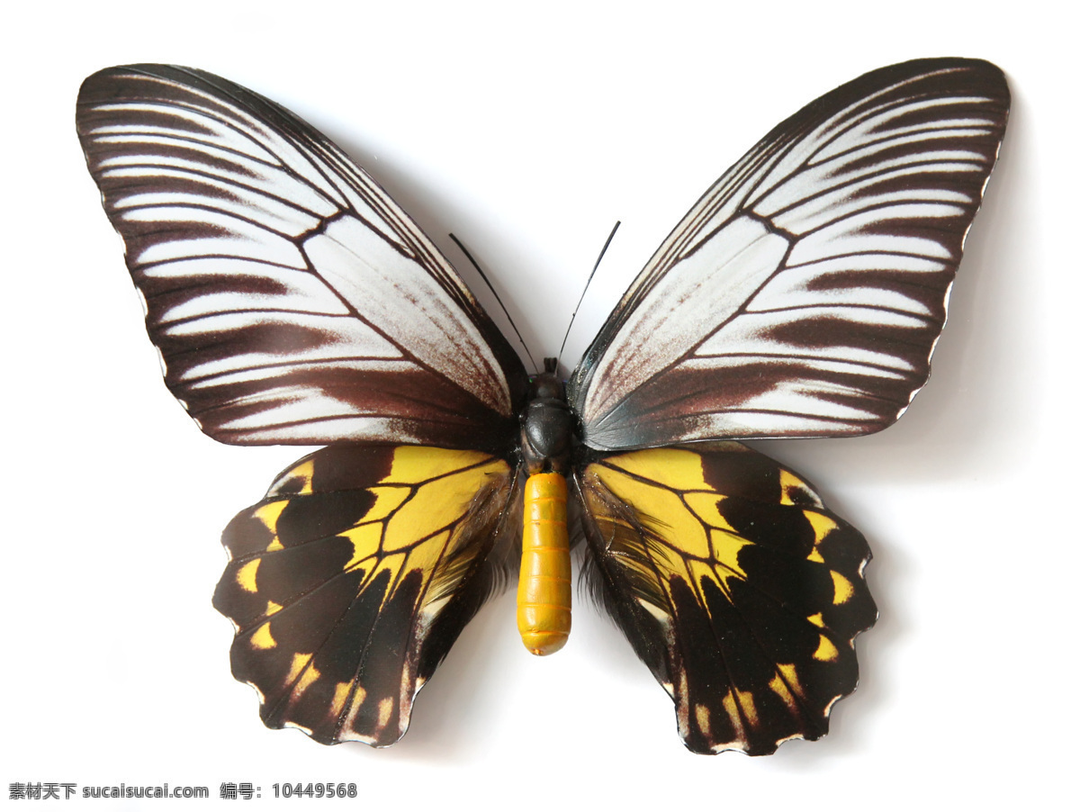 美丽 蝴蝶 美丽蝴蝶摄影 动物摄影 特写 昆虫 昆虫世界 生物世界