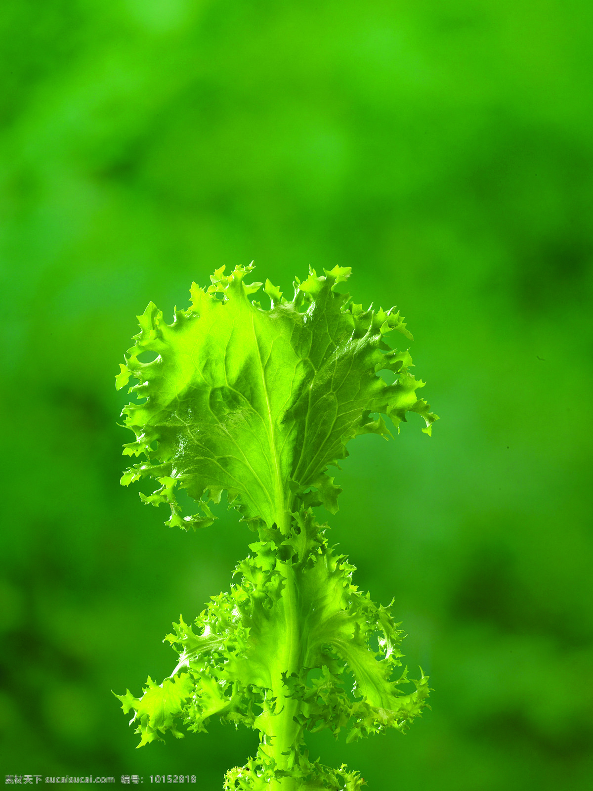 蔬菜 绿叶 生菜 生物世界 新鲜蔬菜 菜叶 风景 生活 旅游餐饮