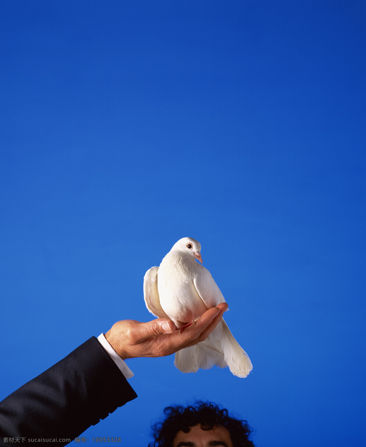 捧 在手 中 鸽子 动物 鸟禽 鸟类 和平鸽 和平 手 手心 空中飞鸟 生物世界