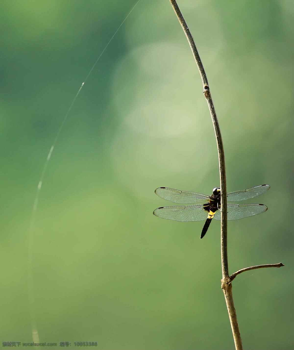 蜻蜓 蜻蜓点水 树枝上的蜻蜓 枯草上的蜻蜓 枯草 绿色 风景摄影 昆虫 生物世界