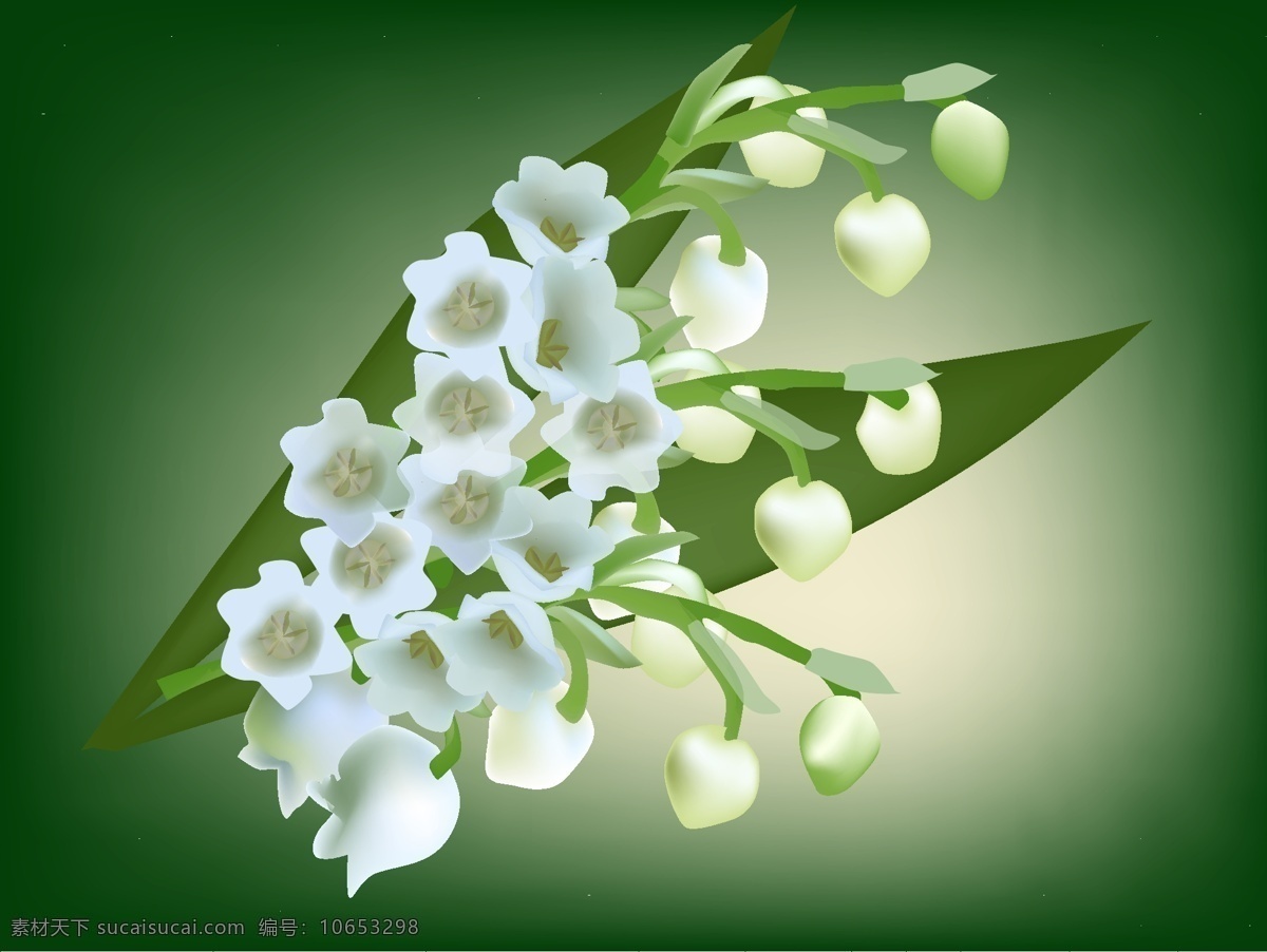 白色的铃兰花 植物 白色 洁白 铃兰 花朵 矢量