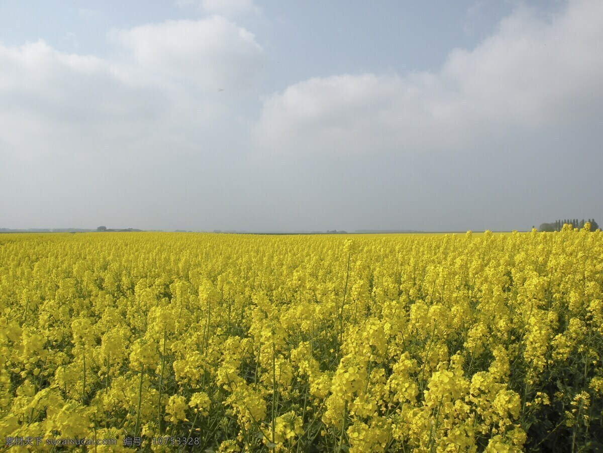 油菜花田 花海 菜籽花 金黄花海 自然景观 田园风光