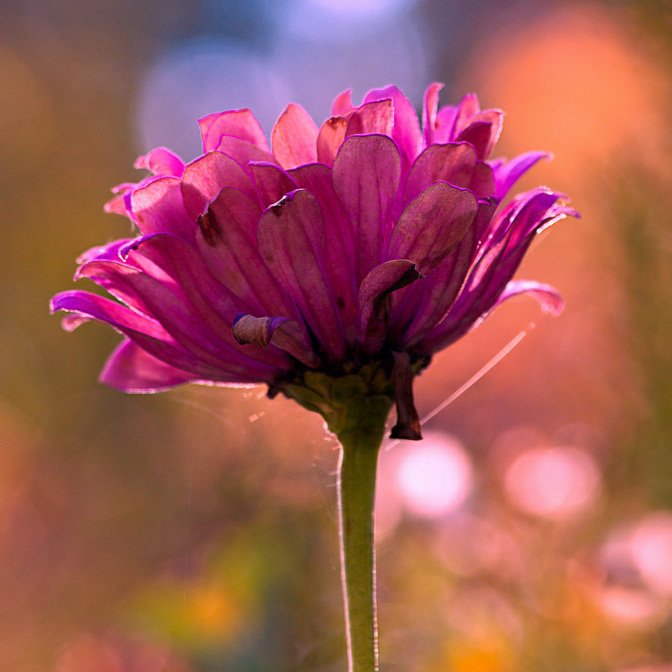 位图 植物摄影 写实花卉 花朵 菊花 免费素材 面料图库 服装图案 棕色