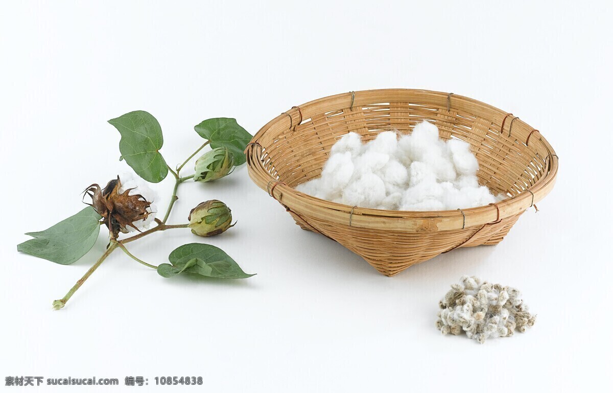 棉花 植株 种子 长绒棉 棉花高清素材 摄影图 花草 生物世界