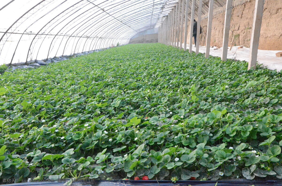 温棚 草莓 种植 大棚 现代科技 农业生产 大图 高像素 摄影作品 绿色 地膜 现代农业