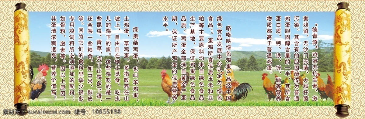 草原鸡 卷轴 花纹 鸡群 草原 展板模板 广告设计模板 源文件