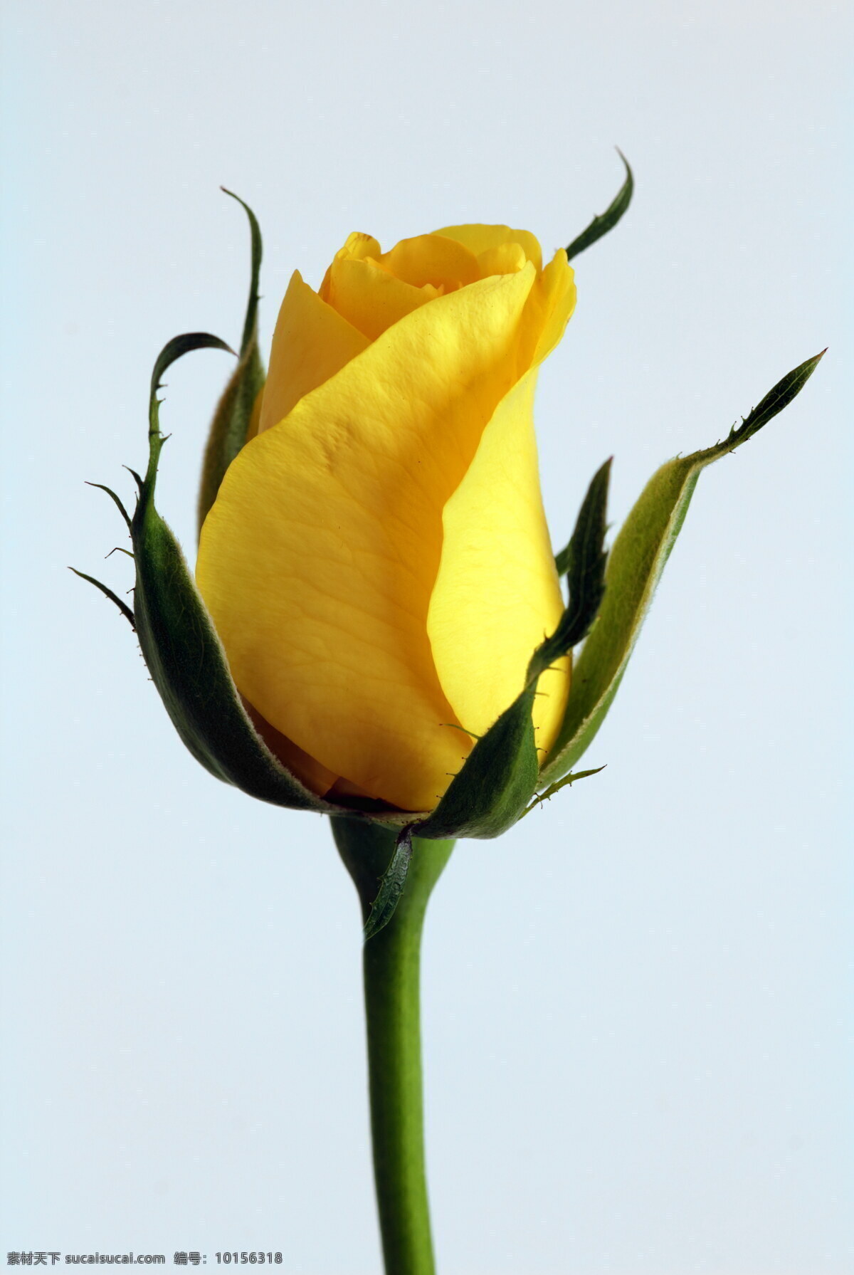 黄色玫瑰花苞 黄色 玫瑰花 花苞 黄花 黄色花朵 玫瑰 鲜花 花瓣 花枝 黄玫瑰 花卉 微距花朵 花草 植物 生物世界