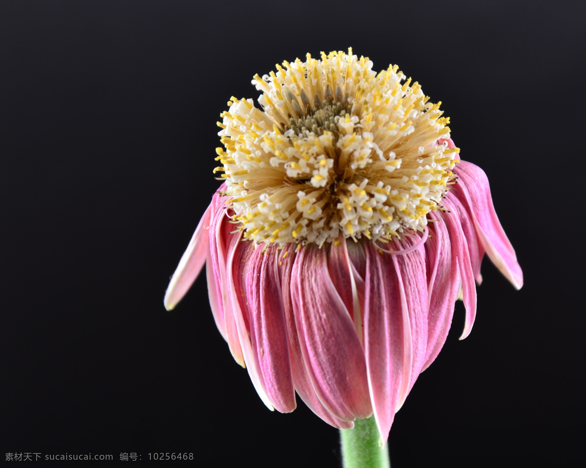 位图免费下载 服装图案 花朵 数码照片 位图 植物摄影 写实花卉 面料图库 服装设计 图案花型