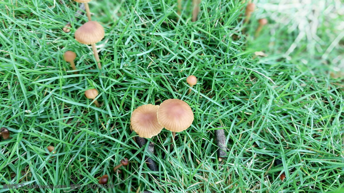 野生蘑菇 蘑菇 小蘑菇 草坪 露珠 清晨 小草 自然景观 自然风景