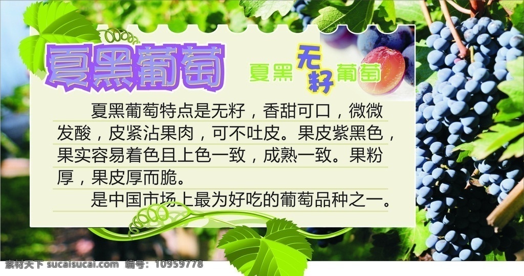 夏黑葡萄吊牌 夏黑葡萄 内容 葡萄园背景 植物藤 无籽葡萄 笔记纸 横线 普通水果也行 展板 吊牌 地堆 展板模板