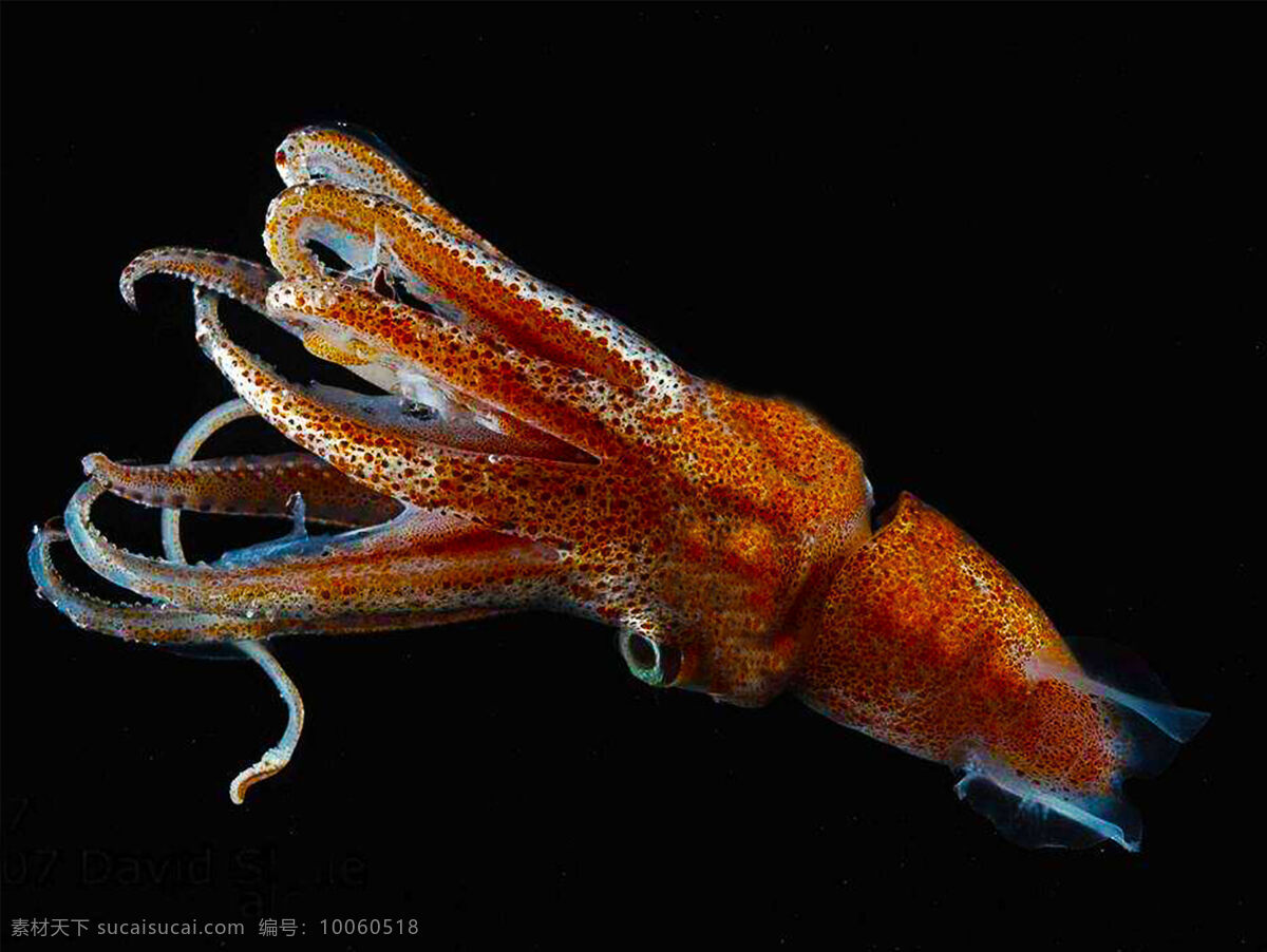 章鱼图片 章鱼 动物 水深动物 大章鱼 可爱