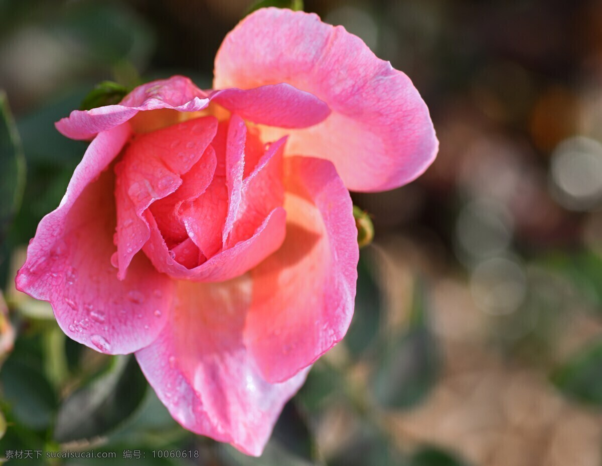 玫瑰花图片 花草 玫瑰花 玫瑰花壁纸 玫瑰花素材 玫瑰 素材图片 红玫瑰 月季花 鲜花 鲜花图片 鲜花素材 花朵 创意图片 花瓣 唯美图片 唯美壁纸 壁纸图片 电脑壁纸 服装图案 服装印花 t恤印花 情人节 情人节图片 花 花卉 花蕊 爱情 植物 绿色植物 植物图片 花花草草 服装印花图 生物世界 动物世界 生物 动物