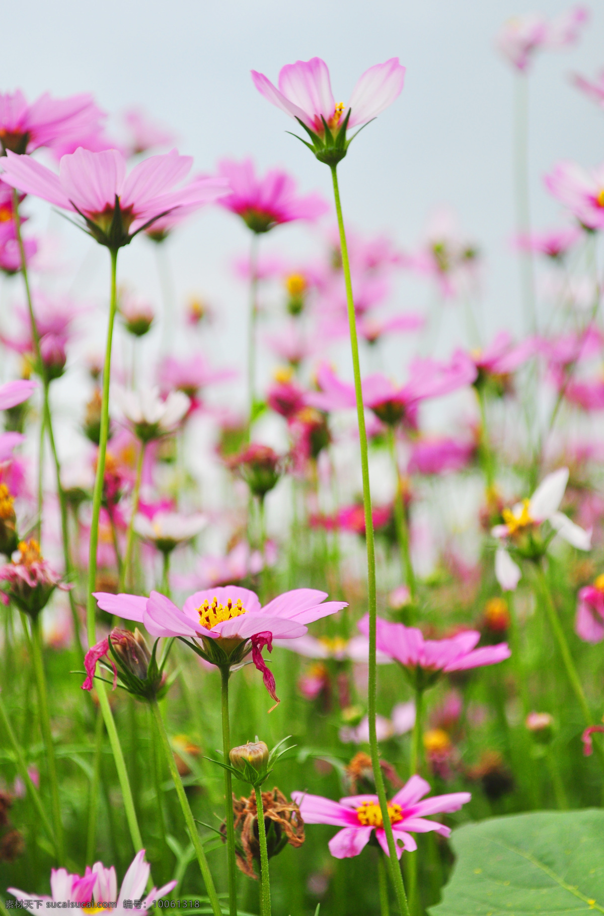 格桑花 红花 粉花 白花 花海 艳丽 花卉 大波斯菊 波斯菊 春季花朵 红色的花朵 红花绿叶 画展 花地 生物世界 花草