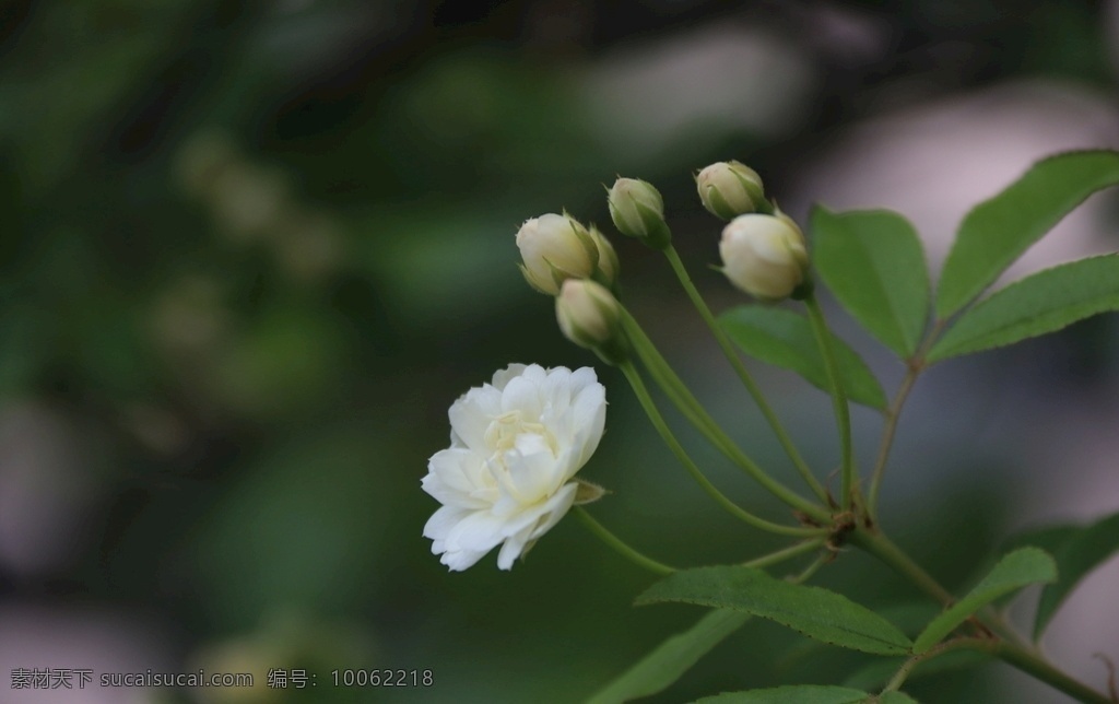 白木香 木香花 白色 绽放 花蕾 春花烂漫 路边的野花 生物世界 花草