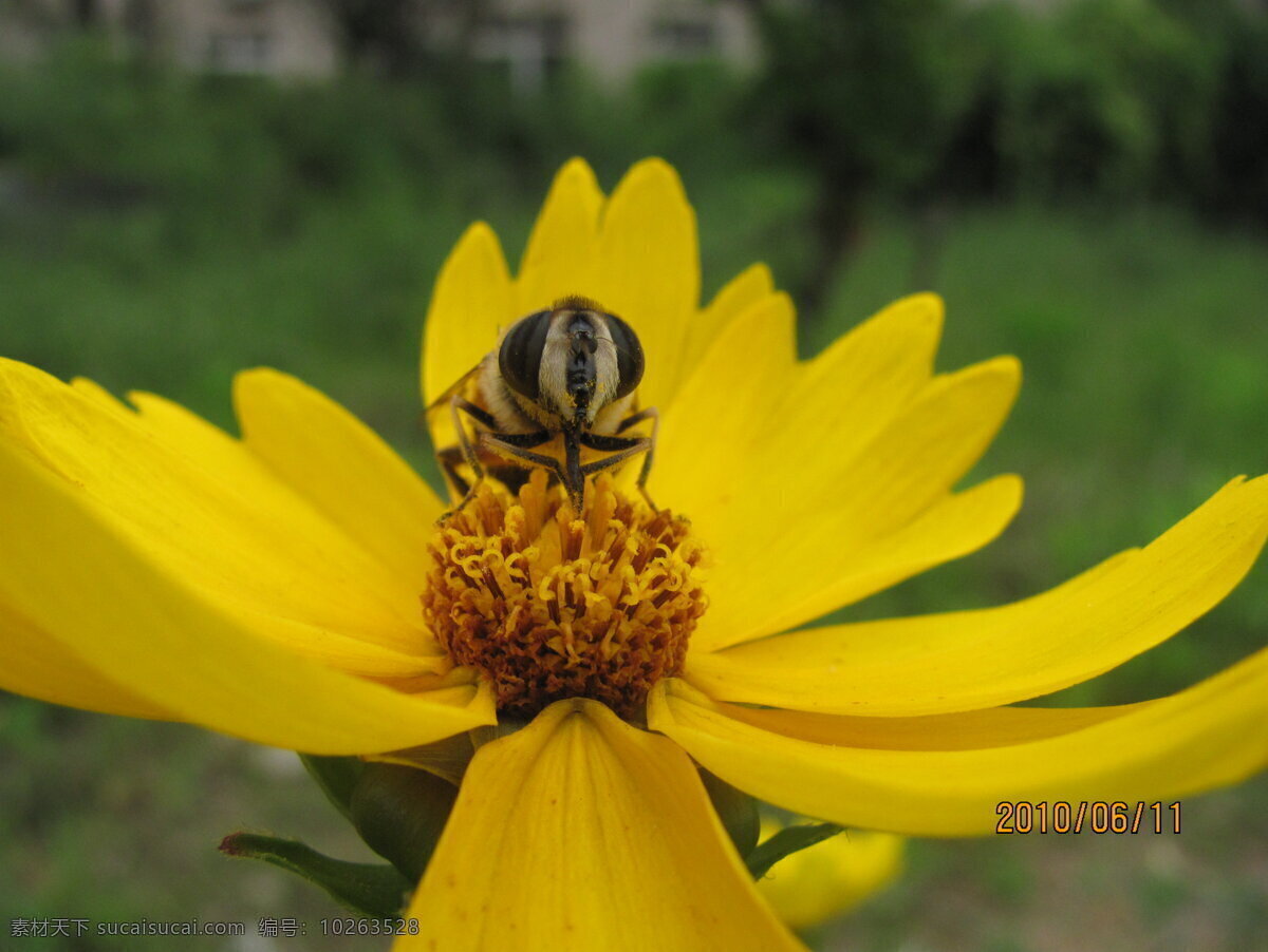 蜜蜂采蜜 蜜蜂 采蜜 花朵 昆虫 生物世界 黄色