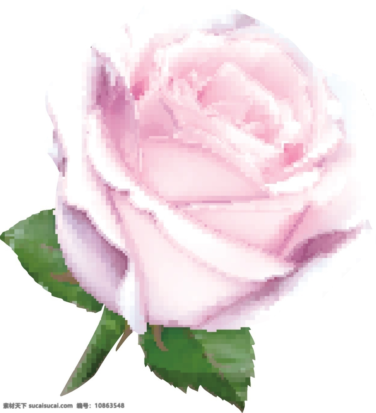 粉色 玫瑰花 元素 绿色 绿叶 情人节 七夕 白色