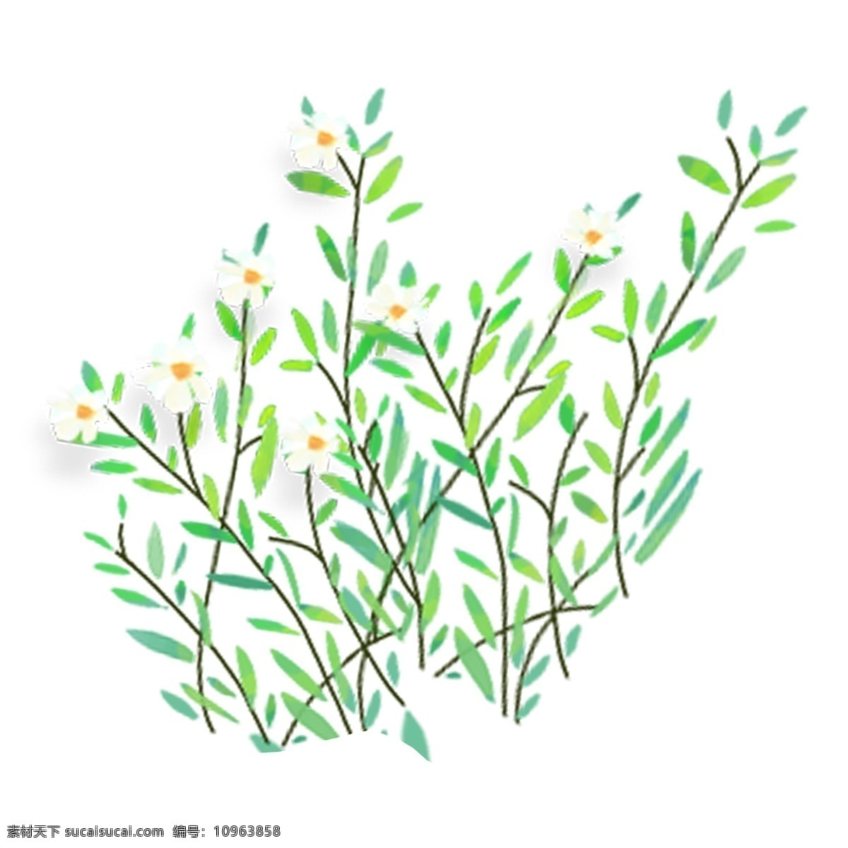 花卉 植物 手绘 透明 png免抠图 透明素材 装饰 免 抠 图 花朵