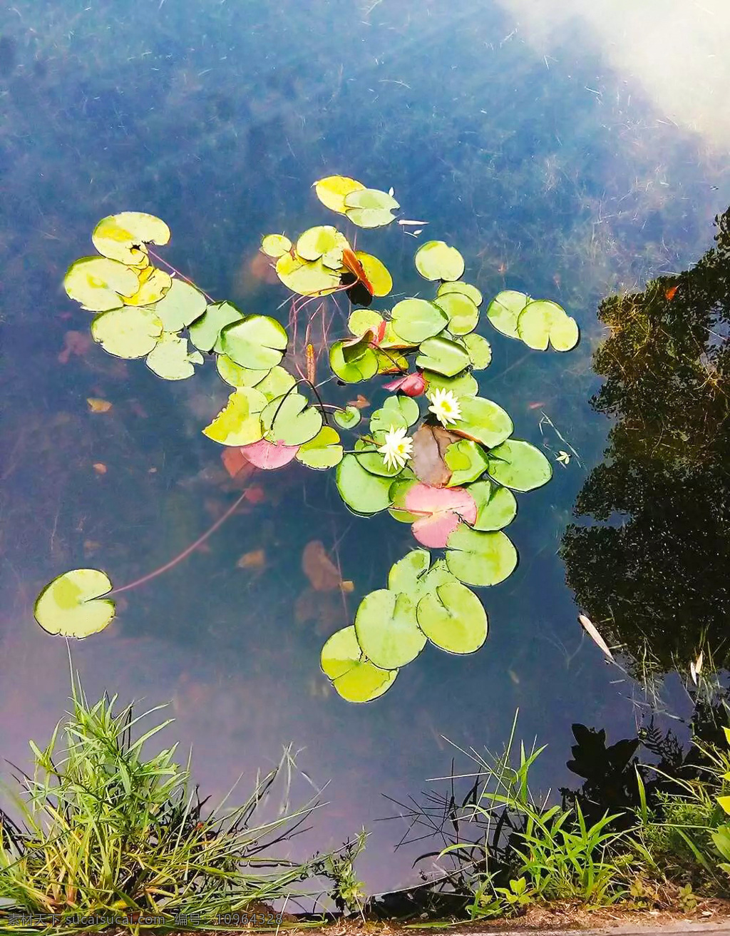 睡莲 莲 莲花 水底 荷花 自然景观 自然风景