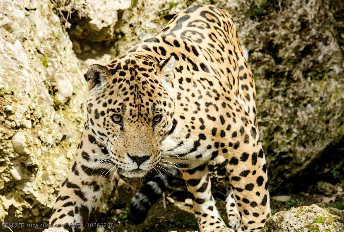 豹 猫 大猫 野猫 动物园 危险 狩猎 猎人 猎豹 黑色
