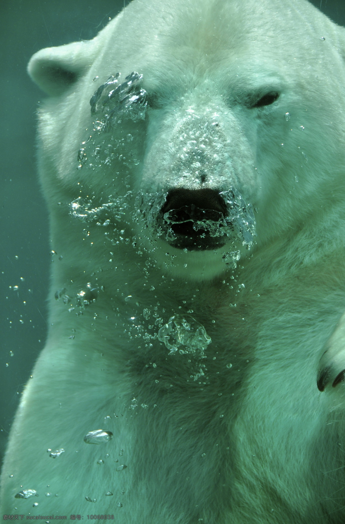 水底的熊 熊 北极 南极 水下 冰水 游泳 潜水 动物 高清 生物世界 野生动物