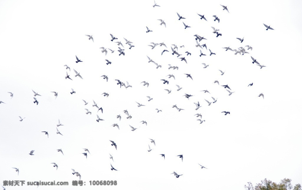 鸽子 天空 翱翔 鸟 鸟类 生物世界
