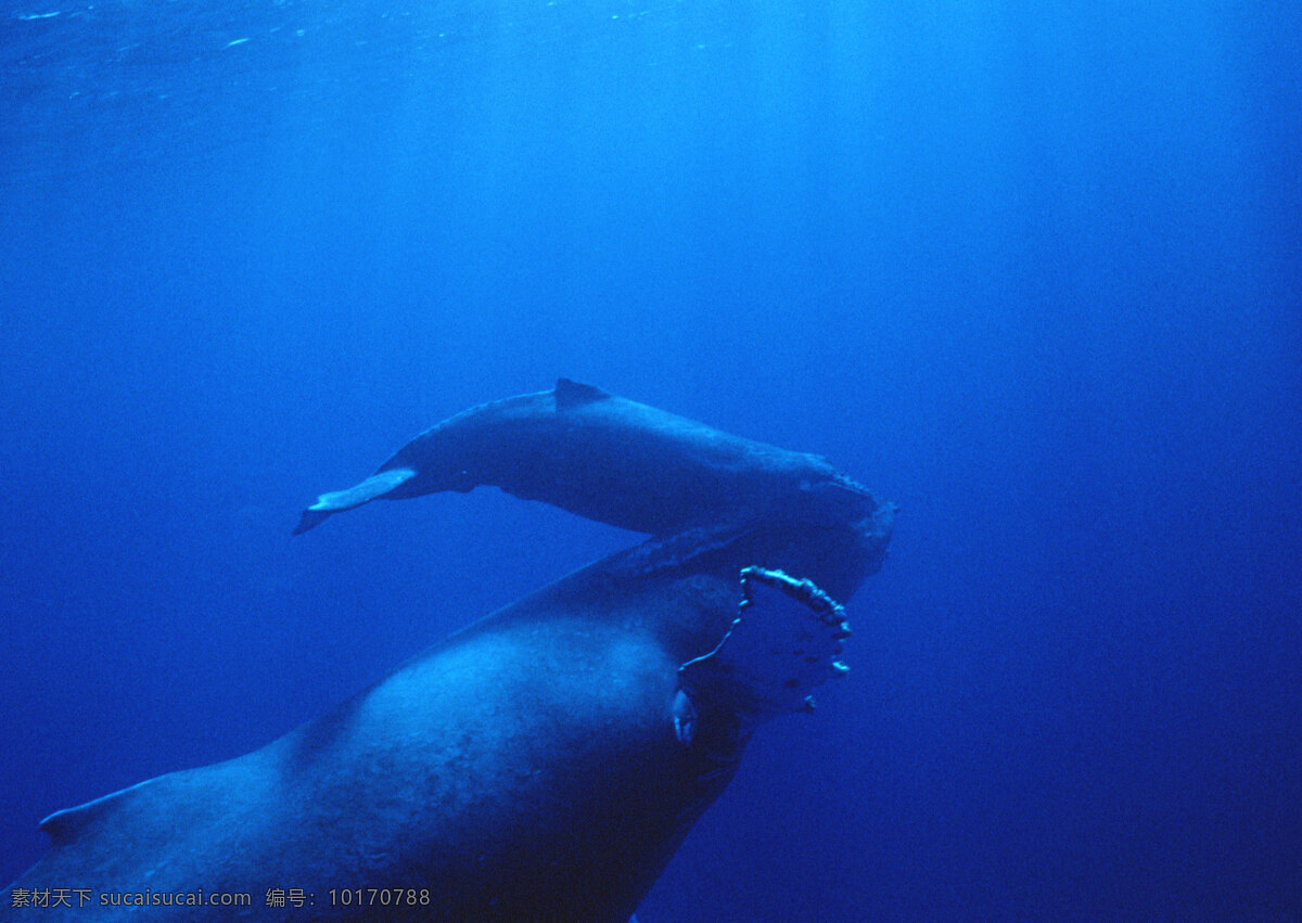 海底 鲸 动物世界 生物世界 海底生物 海洋生物 野生动物 大海 鲸鱼 蓝鲸 水中生物