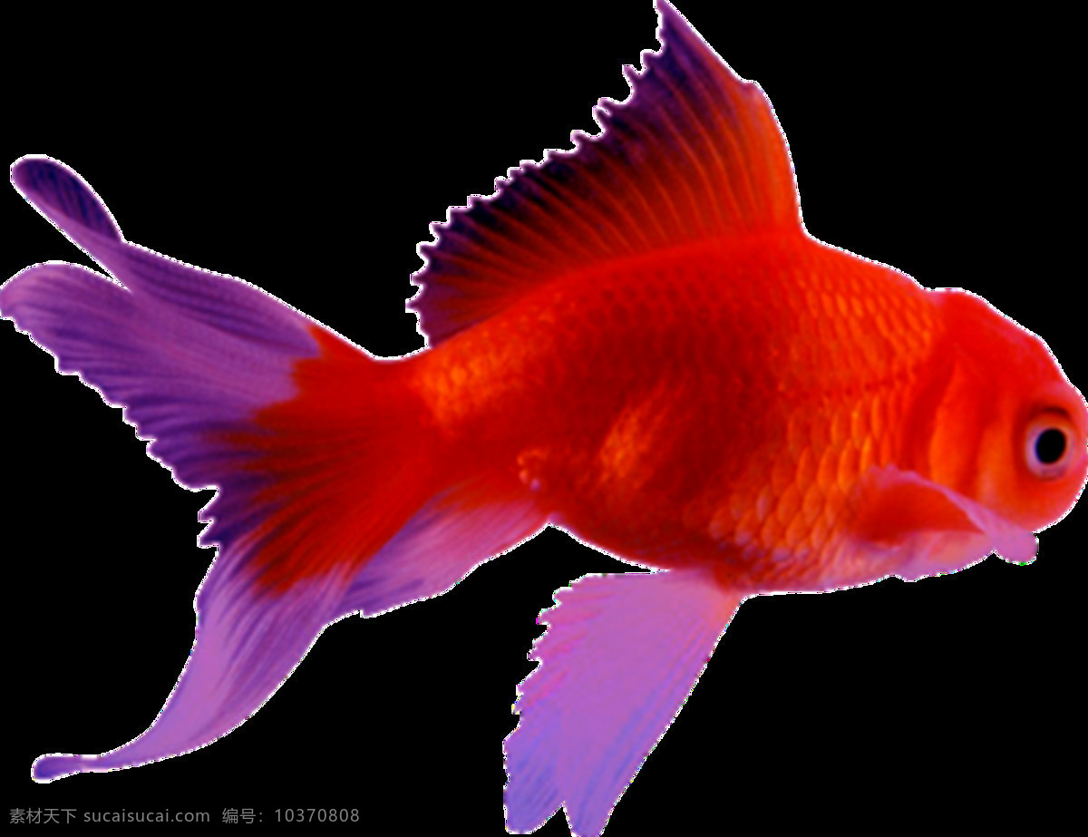 金鱼图片 金鱼 小金鱼 鱼 小鱼 观赏鱼 png图 透明图 免扣图 透明背景 透明底 抠图 生物世界 鱼类