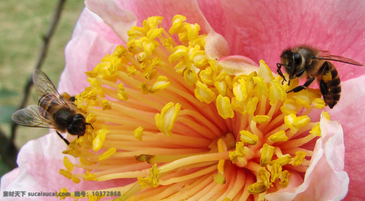 蜜蜂 春天 昆虫 生物世界 盛开 鲜艳 采蜜 花粉