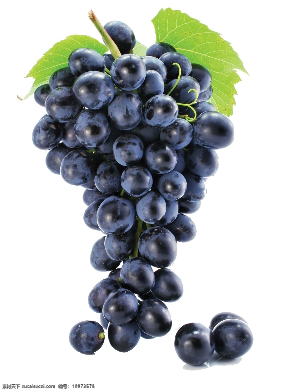 葡萄元素 紫色 葡萄 叶子 水果 新鲜水果 白色