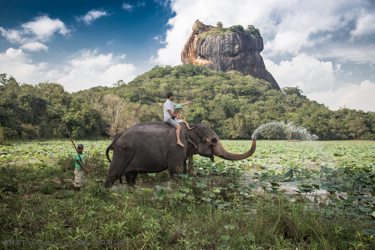 荷花 池里 大象 荷花池 大象摄影 动物摄影 动物世界 陆地动物 生物世界