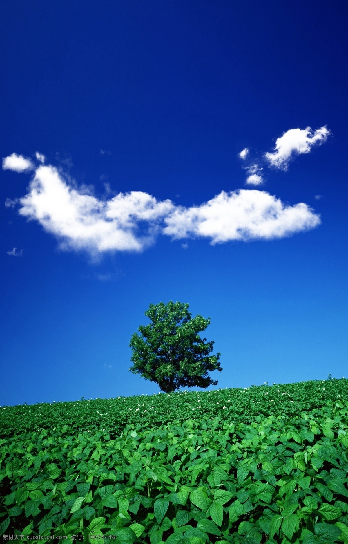 天空 白云 草 林 背景 图 草林 晴朗