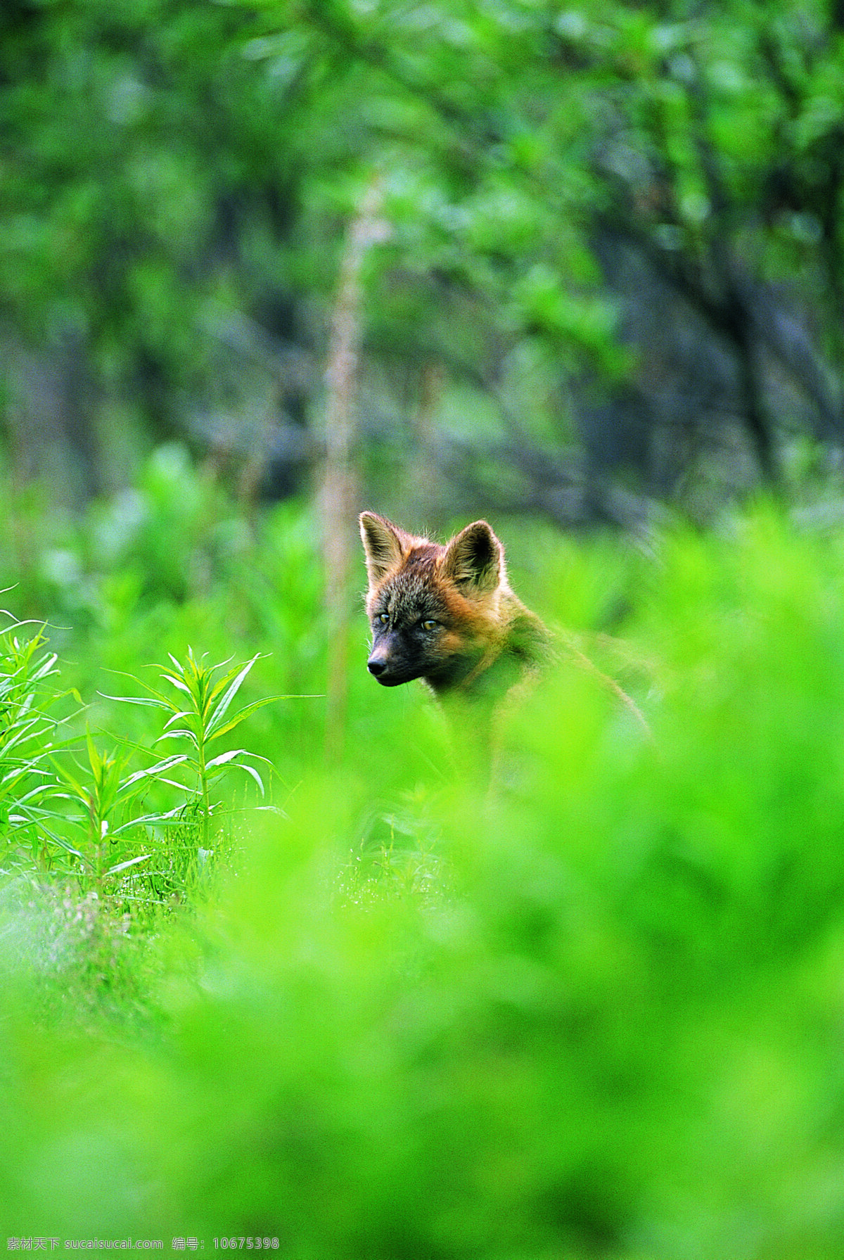 狼仔摄影图 野生动物 动物世界 狼 幼仔 小狼 狼仔 陆地动物 生物世界 绿色