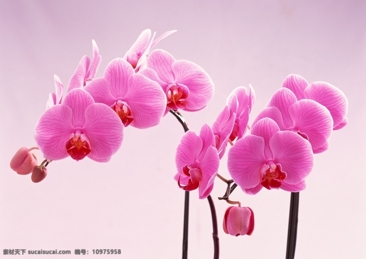 粉色 蝴蝶兰 高清 唯美花朵 鲜花 粉色背景 花枝 粉红背景
