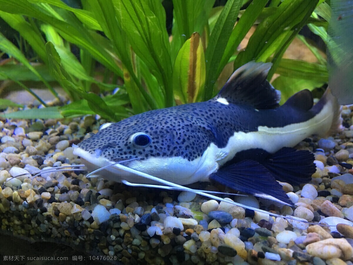 鱼 黑鱼 花纹鱼 条纹鱼 水族馆 海里的鱼 奇异的鱼 高清 海洋世界 海底世界 动物 二条鱼 生物世界 鱼类